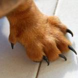 nagels-knippen-hond-1.jpg